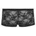 Boxer in pizzo. Boxer in pizzo.